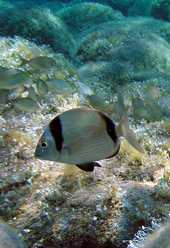 Diplodus vulgaris